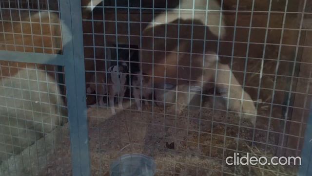 Мелочь нижеколенная на спасение из приюта смотреть онлайн