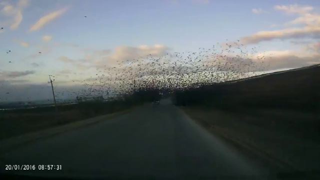 Осторожно! Птицы на дороге! смотреть онлайн