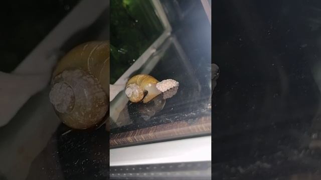 Ампулярия. кладка яиц.