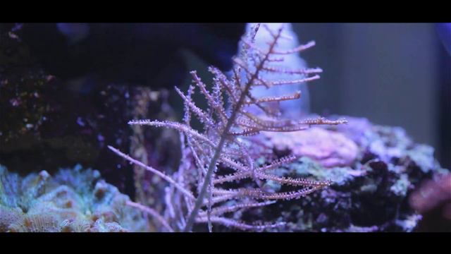 Coral Reef Tank Aquarium With Moorish Idol смотреть онлайн