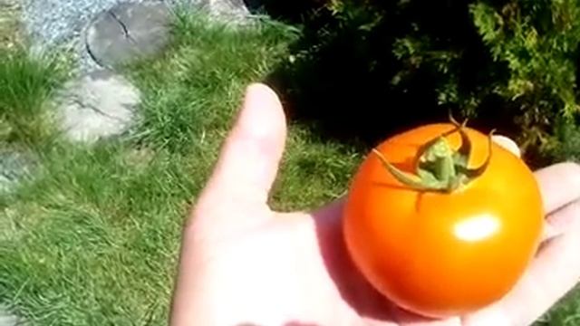 Томат "Красный факел" смотреть онлайн