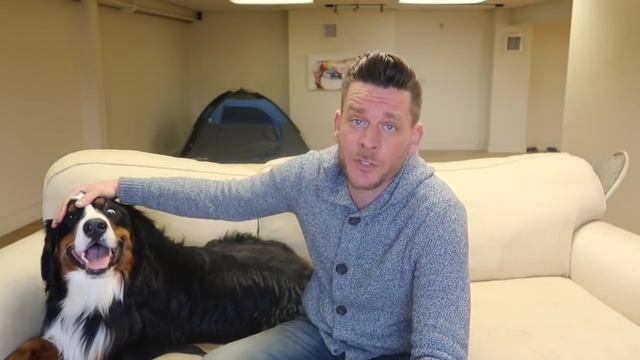 Bernese Mountain Dog Review