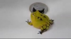 ОРУЩИЕ ЛЯГУШКИ 2021 #3!!! Новогодняя подборка