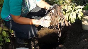 ПИОН | ПРАВИЛЬНАЯ ПОСАДКА, деление, пересадка | Секреты цветения пионов