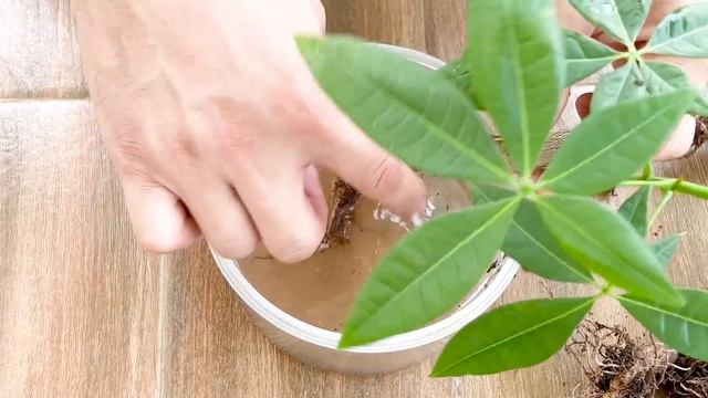 How to grow, care beautiful aquatic "Parachi Aquatica" plants смотреть онлайн