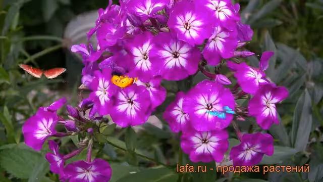 Флокс метельчатый Успех (phlox Paniculata Uspekh) ? Успех обзор: как сажать, рассада флокса Успех