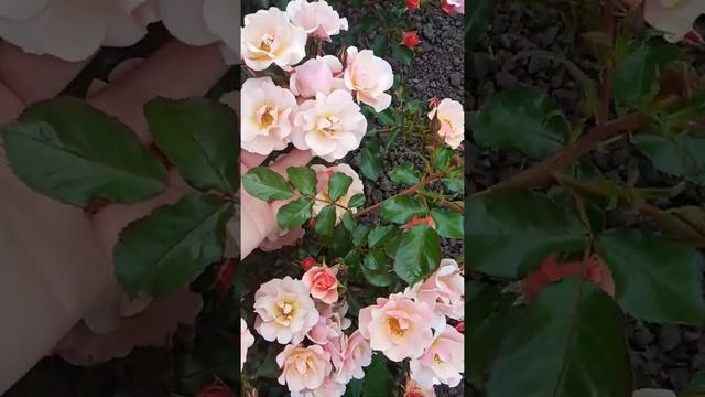 Любуемся. Роза Джаз. смотреть онлайн