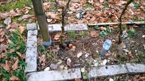 МОЖНО ИЛИ НЕТ ? ИСПОЛЬЗОВАТЬ ЛИСТЬЯ ОТ ГРЕЦКОГО ОРЕХА ДЛЯ МУЛЬЧИРОВАНИЯ И ПОДКОРМКИ