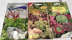 Молодило. Впервые сею семена Молодил.