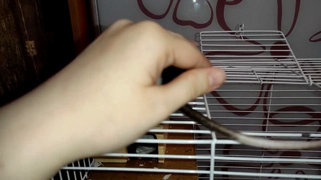 КУДА ПРОПАЛ СИРИЙСКИЙ ХОМЯК? | ЧТО СЛУЧИЛОСЬ С КОРЖИКОМ? смотреть онлайн