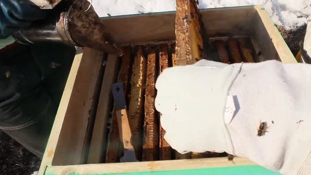 Осмотр улья. Ищем матку. Лайфхак заставные доски! смотреть онлайн