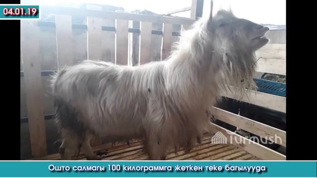 Көз ТИЙИП өлгөн🐴БАРОН - 10 миң💰💵 турган🐎Аргымак - 100 кг😲салмагы бар🐐ТЕКЕ | Акыркы Кабарлар смотреть онлайн