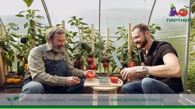 ВСЕМ ПЕРЦАМ — ПЕРЕЦ! СЛАДКИЙ ПЕРЕЦ — ПАРТНЕР F смотреть онлайн