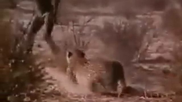 Гепардов обидели смотреть онлайн