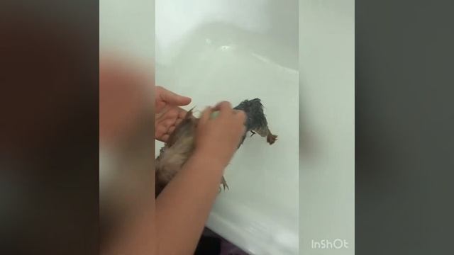 Дела домашние!!! Как помыть Йорка? смотреть онлайн