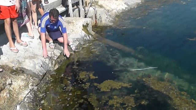 Тайланд Провинция Краби .Ручной скат! смотреть онлайн