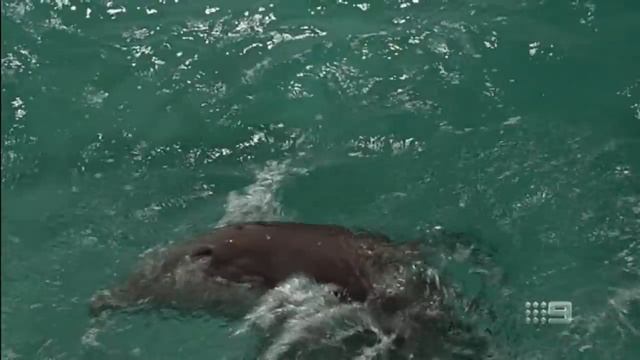 Zeus and Roxanne (1997) Steve Guttenberg смотреть онлайн