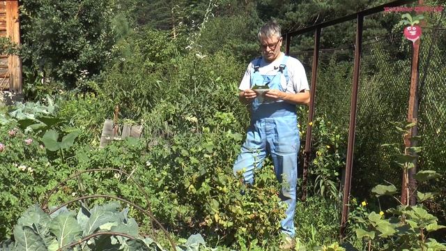 Вредители на смородине #urozhainye_gryadki смотреть онлайн