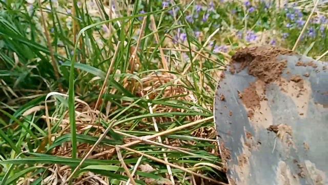 Planting a Romeo Dwarf Cherry Hedge смотреть онлайн