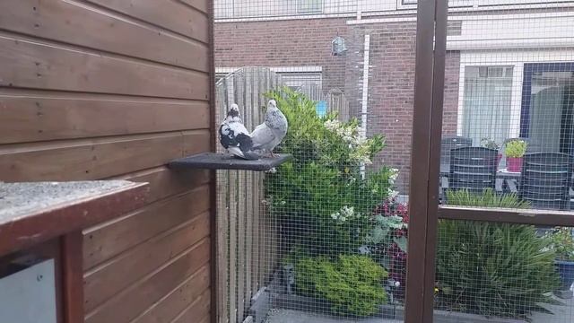 Muisgrijze doffer - Vangst d.d.: 26-06-2020 смотреть онлайн