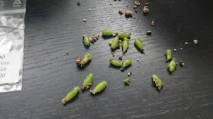 Пикировка кактусов.Сеянцы подросли,первые колючки.Парафильм.Cacteen.52