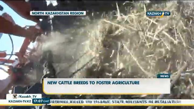 В СКО разводят скот необычной породы