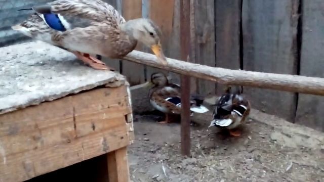 Дикие утки подросли. смотреть онлайн