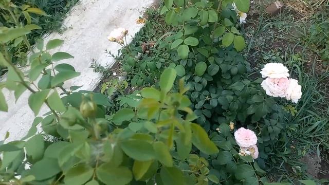 Цветение роз в конце июля. Очаровашки и разочаровашки ч.2 смотреть онлайн