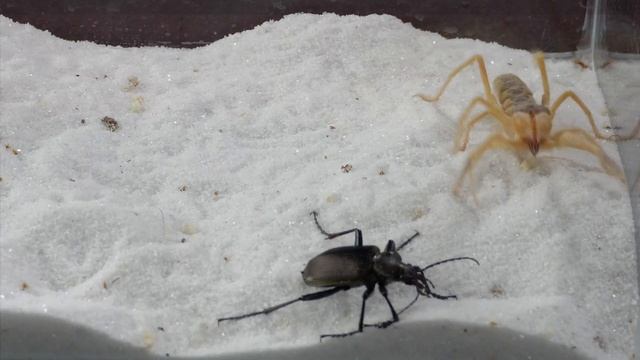當避日蛛遇到臭甲蟲與水蛭，結果會怎樣？Camel Spider vs stink beetle vs leech смотреть онлайн