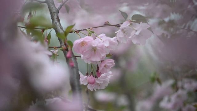 Сакура в 4к/Sakura In 4K
