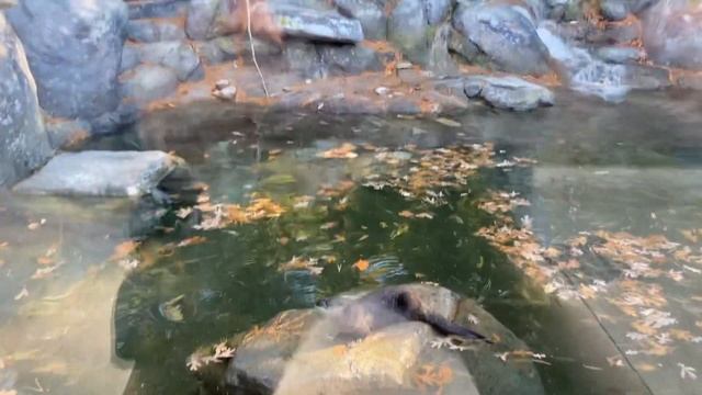 Otter 2 смотреть онлайн