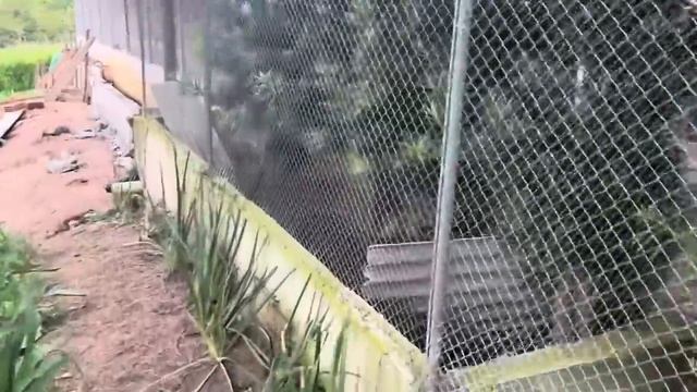 Mais um dia incrível na fazenda muitas aves raras e maravilhosas, muitos ovos e filhotes. смотреть онлайн