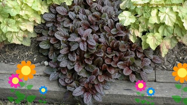 Живучка ползучая Махогон. Краткий обзор, описание характеристик Ajuga Reptans Mahogany Mahogany