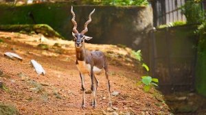 Дикие животные для детей. Звуки животных. Развивающее видео для малышей