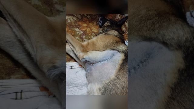 Швы на 10 ый день после операции?