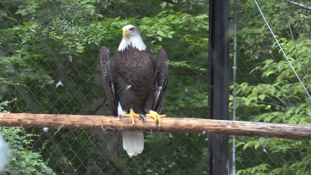 The Maryland Zoo in Baltimore Full Tour - Baltimore, Maryland смотреть онлайн
