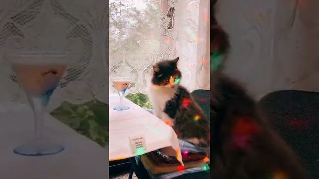 Котик пьёт молоко смотреть онлайн