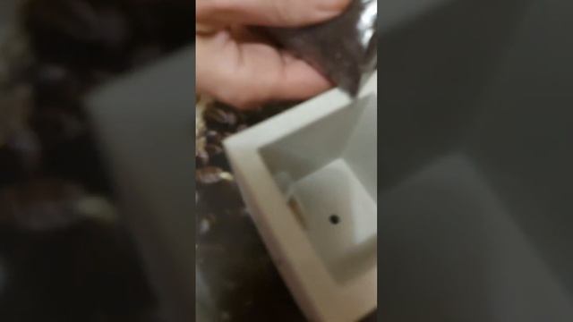 Бонсай жасмин набор для домашнего выращивания смотреть онлайн