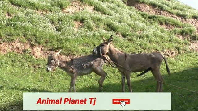 осёл хочет трахнут маленькую осла смотреть онлайн