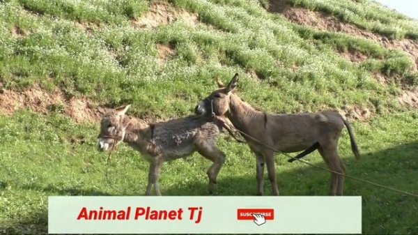 осёл хочет трахнут маленькую осла