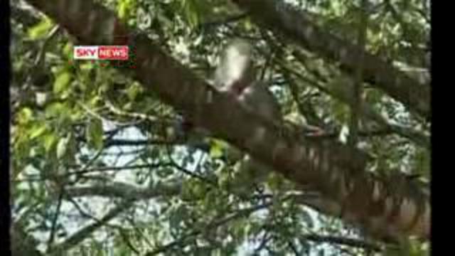 Обезьянка помочилась на президента смотреть онлайн