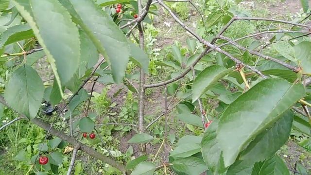 Вишня ранняя сорт Мелитопольская ранняя смотреть онлайн