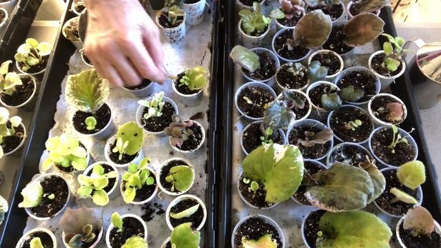 AFRICAN VIOLETS. Doms inspection - what do I need to do with the leaves/babies. смотреть онлайн