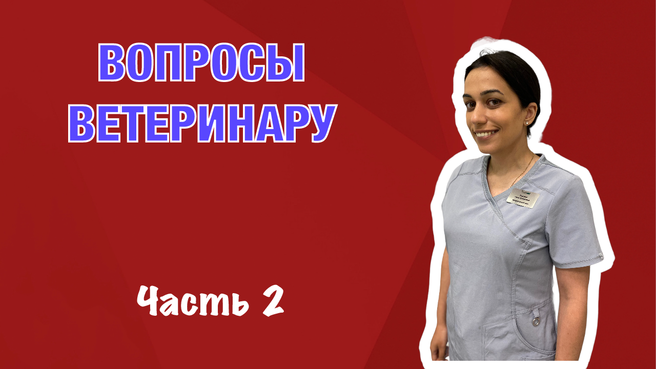 Обязательные процедуры по уходу за зубами собак. смотреть онлайн
