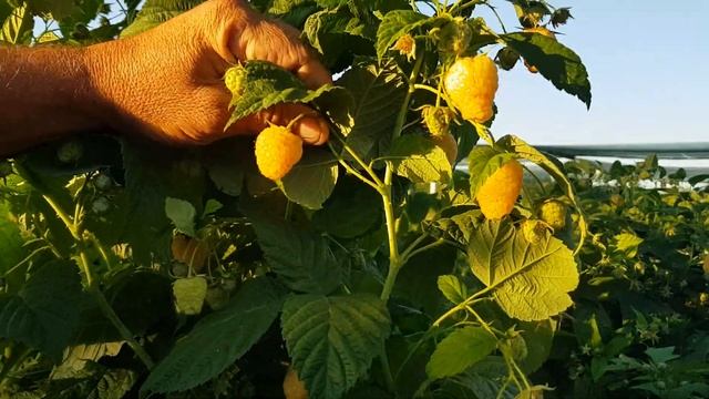 Малина Жёлтая Зюгана начало плодоношения 9.08.22 смотреть онлайн
