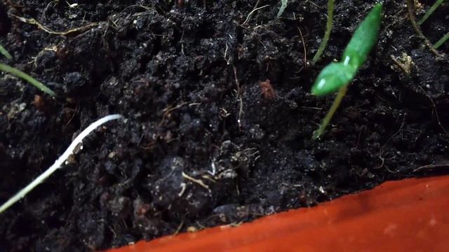 Баклажан Король Севера все-таки начал всходить смотреть онлайн