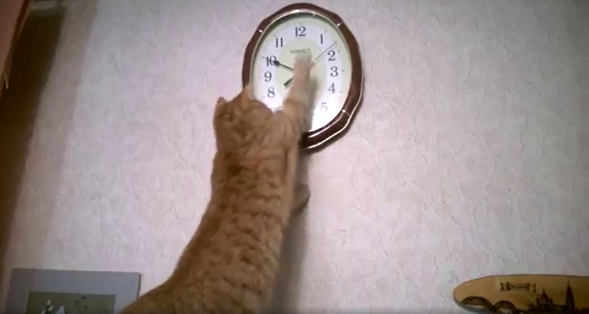 Котенок из Вырицы