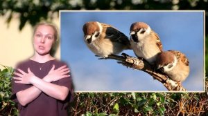 "Воробей" муз.В.Герчик