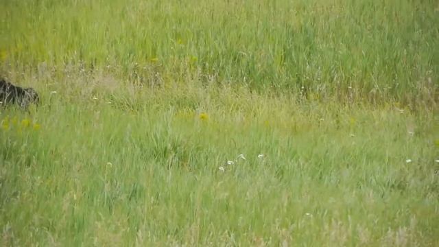 Yellowstone National Park - Йеллоустонский Национальный Парк