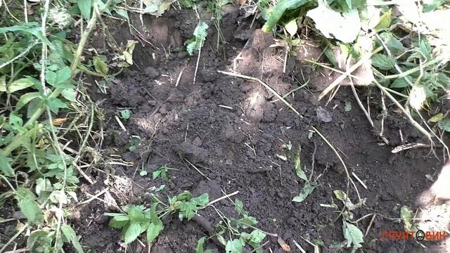 #78 NoktaMakro Anfibio Multi - Шурф чешуи (3)